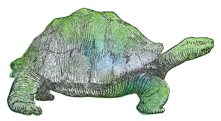 信川みなみ　かめ